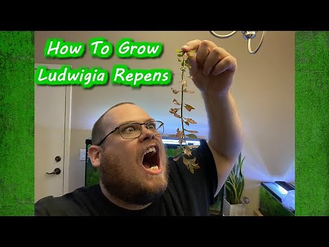 How To Grow Ludwigia Repens