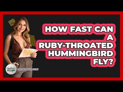 How Fast Can A Ruby-Throated Hummingbird Fly?