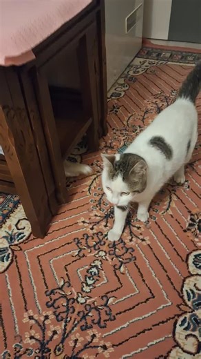 Congo & Bongo | Final game of the year from Congo&Bongo girls 😹😻😹💝 #cutecat #keşfetteyiz #animals #catsofinstagram #yeniden @raggaoktay | Instagram