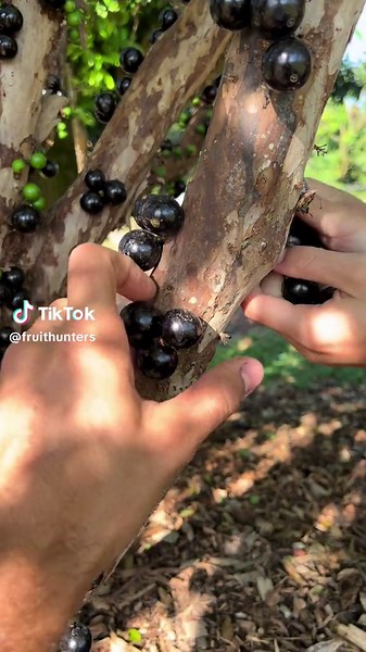 Brazilian Grape 🍇🇧🇷 This is also known as jaboticaba and it is DELICIOUS! 🤤 #fruit #brazil