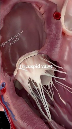Anatomy of the heart. 💓