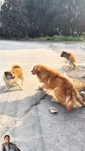 dog video.a #animals #shorts #dog #shortvideo