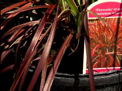 Fireworks Fountain Grass bursts with color