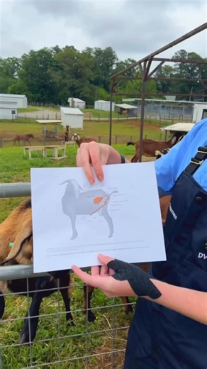 🧡Vol Vet Review🧡 Urinary Obstruction in goats🐐 UTCVM-University of Tennessee College of Veterinary Medicine | Katie Van Slyke