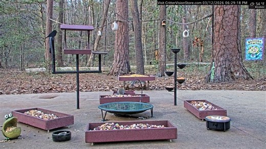 CritterVision Critter Cam: 24/7 Live Critter, Nature and Wildlife-Viewing Cam! Raccoons opossums foxes armadillos squirrels deer & more!