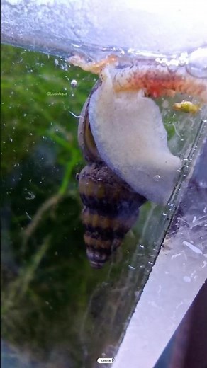 #shorts Assassin Snail eating blood worm | Timelapse | Assassin Snail Aquarium Setup