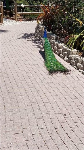 PEACOCK OUTDOORS #peacock #florida #friends #shorts