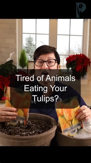 Amy Powers on Instagram: "I stopped growing tulips outdoors due to the animals, digging them up and eating them. I now grow my tulips in containers, but you need to have an area that has temperatures between 32 and 50°F. If the temperature is dip below 32 for a day or so that’s fine but we don’t want it getting below 32 for more than that because the soil will freeze and the bulbs will rot. I use an unheated garage. #tulips #tulipseason #gardeningtips"