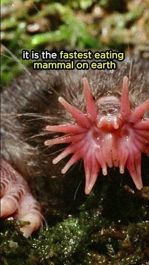 DID YOU KNOW THESE FUN FACTS ABOUT STAR NOSED MOLE