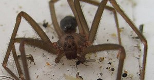 A home in Weldon Spring, Missouri, was overrun by brown recluse spiders that started "bleeding out of the walls"