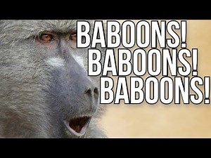 Baboons!