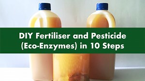 #DidYouKnow that you can make your own natural fertiliser or pesticide (eco-enzymes) by fermenting fresh vegetable and fruit waste? Learn how to make eco-enzymes in 10 simple steps! For more fun DIY videos on gardening and related crafts, check out our YouTube channel at www.youtube.com/nationalparksboard. #StayHomeSG #StayHomeForSG #SGUnited #NParksBuzz | NParks
