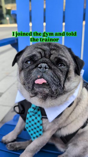 627 reactions · 44 shares | Machine to impress a beautiful woman #pug #puglife #machine #gym #gymrat #gymmotivation #fblifestyle #ig #fbreels #trainor #pet #dog | Jacob ThePug Canada | Facebook