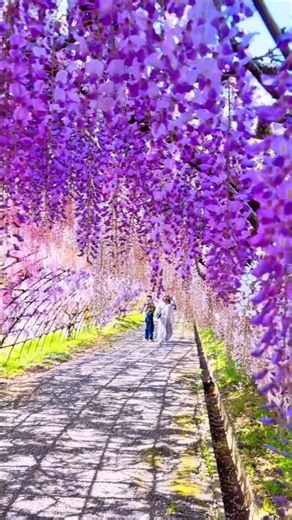 Самое эстетичное место в мире 🌸 | Kawachi Fuji Garden 🇯🇵