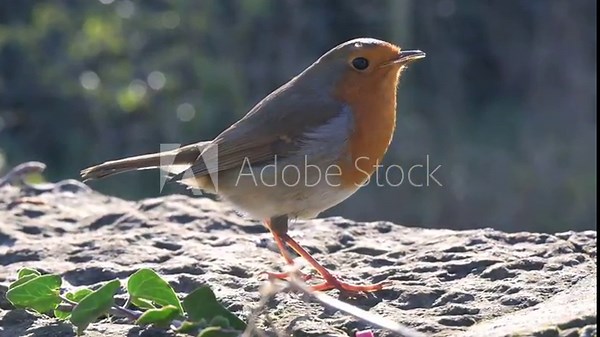 European Robin (Erithacus rubecula) adult eating suet pellets left on a stone wall. November, Kent, UK (Half speed)