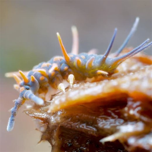 Andy Murray on Instagram: "Australian giant springtails are truly incredible. At the moment they have three genera- Acanthanura (blue and spiky), Womersleymeria (long, orange digitations and patchy blue and orange body) and Megalanura (speckled blue and rounded shapes). Multicoloured, strange and incredibly beautiful, they live hidden lives, unseen by nearly all, from deep within the temperate rainforests of Tasmania (Lutruwita) to the semi-tropical forests of Woonoongoora, Queensland. They are 