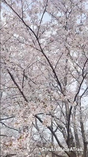 Cherry Blossom 🌸 Season in Chicago 2026 | Sakura Vibes in Jackson Park #chicagoparks
