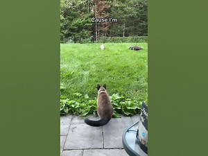 Understanding Cannabidiol (CBD) and Hemp Oil: A Guide to Natural Health cbdlife