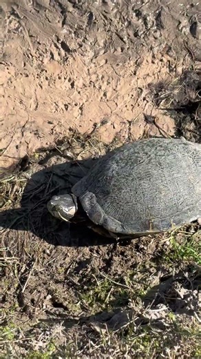 Turtle has no arms. #Turtle #Fishing. ￼