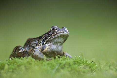 Common frog | The Wildlife Trusts