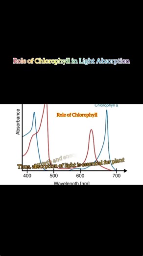 Chlorophyll and Light Absorption