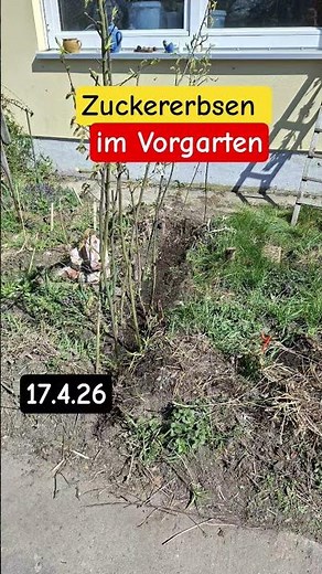 Zuckererbsen für die kleine Nascherei zwischendurch immer wieder aussähen - immer wieder ernten :-)