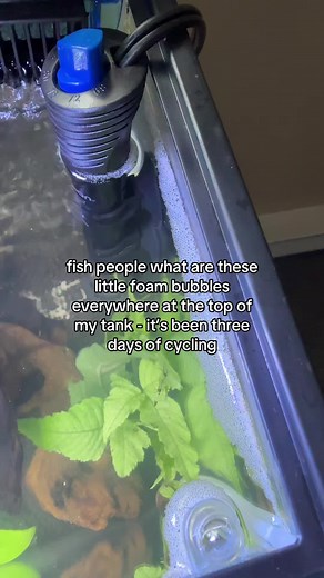 Understanding Foam Bubbles in Betta Fish Tanks
