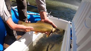 8.4K views · 247 reactions | What happens when Wildlife Resources staff do fish population surveys? Find out more as Fisheries Biologist George Palmer discusses a day trout sampling on Virginia's beautiful Smith River, one of the state's most unique trout fisheries! Discover more about Smith River: https://dwr.virginia.gov/waterbody/smith-river/ | Virginia Department of Wildlife Resources | Facebook