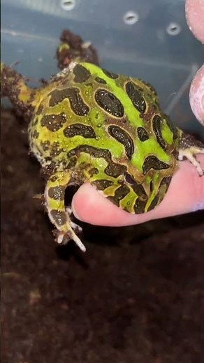 Pacman frog funny moments part 1 ‪@MonsterEnergy‬ ‪@GreyBaboontarantulaqueen‬ #cute #fypage #frogs