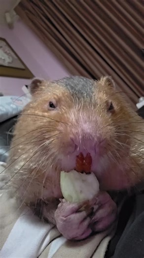 GeeNee Gen บน TikTok