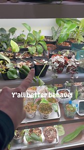 After 2 weekends of hefty plant chores and a spider mite infestation in every room, seriously…you plants need to give me a break! I need to unwind! 😆 Hope everyone had a restful weekend! 💚SJ #weekendplantchores #nomorespidermites #ineedtounwind #seinfeld #plant #plants #plantlover #plantlife #plantsofinstagram #plantsmakepeoplehappy #plantmom #plantsplantsplants #indoorjungle #indoorplants #houseplants #houseplantsmakemehappy #houseplantclub #house_plant_community #houseplantsofinstagram | Ros