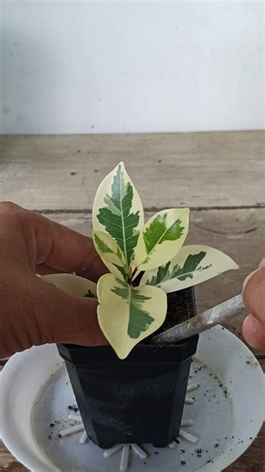 240K views · 3.1K reactions | Ficus propagation  #gardening #garden #plants #reels #trendingreel #trendingreels #trendingreelsvideo #facebookviral #facebookreelsviral #fblifestyle #viralreels | Gardening Ideas | Facebook