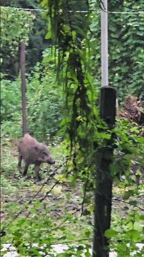 Nature’s Moment: Pig Tries to Find Love // Pig’s Wild Mating Instincts!