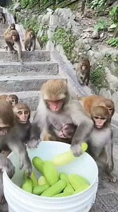 32K views · 589 reactions | Kheera with monkeys  #monkey | Funny Voice Over | Facebook