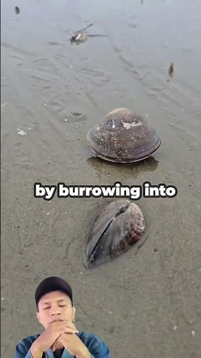the unique movement of a clam hiding on the beach