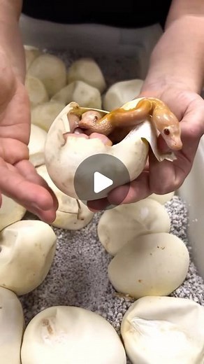 The Reptile Zoo | WOW it’s our lucky day because we got TWIN PYHONS🤩 That’s two snakes in one egg🙌 Such a cool phenomenon and this is actually my first time... | Instagram