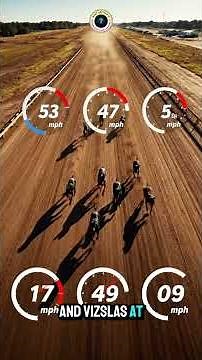 Doberman Sprint Speed (32 MPH) 🏃♂️💨 #Doberman #DogSpeed #FastestDogs #32MPH #K9Speed