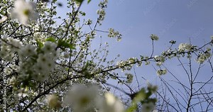 cherry in the orchard blooms with white flowers , beautiful white flowers on a fruit cherry during pollination