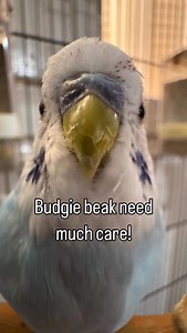 6.3K views · 751 reactions | Beak health care tips If you need any...