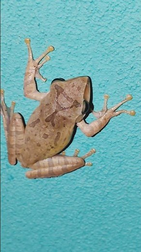 The Wall-Climbing 🐸🌿#TreeFrog #NatureIs #Amazing #Climbing