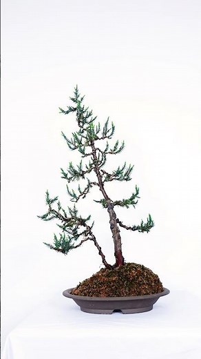How to make an Elegant Juniper Bonsai