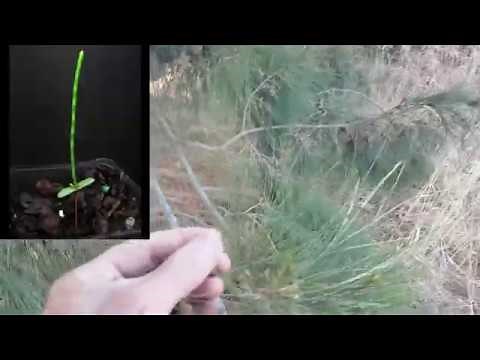 Growing Casuarina from Seed (Sheoak)