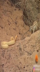 514K views · 7.7K reactions | Animal Planet TV on Reels | Facebook