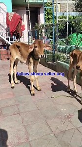 Alhamdulillah sold out #calf #heifer . #viralvideochallenge Follow sheep seller ang For ADD PROMOTION CONTACT Thanks to all brothers who support 🙏 ❤️ 💙 💕 ♥️ 💗 | sheep seller ang