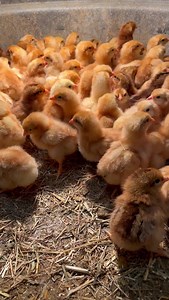 A HUGE SHIPMENT OF CHICKS HAVE ARRIVED!🐣 We have Buff Orpingtons, Easter Eggers Americanas. Get them while they last! #farmfresheggs | Domina's Agway