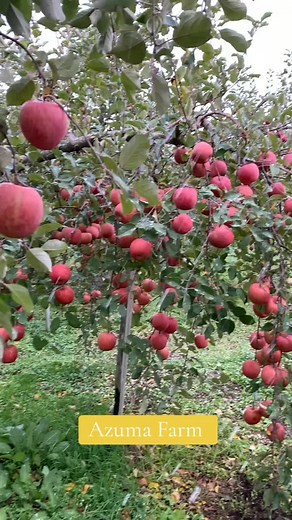"Japanese Apple Farm"#fruit2024 #fypシ゚ #fypp #fypppppppppppppppppppppp...