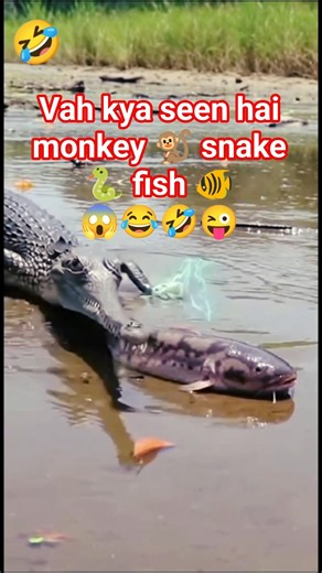 monkey 🐒 snake 🐍 fish 🐠 New trending 😂 funny video 🤣 #viralvideo #top #trending#short #sikhokhar‎