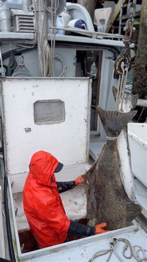68K views · 527 reactions | How we use longlines to catch deep water fish in Alaska  Longlining is primarily how we catch our wild white fish like Halibut! As halibut move into shallower water in summer to prey on salmon and herring, longlines are set and halibut become the targeted catch. Leave a comment or check the link in our bio if you want to learn more about how we fish in Alaska #Alaska #fishing | Sitka Seafood Market | Facebook