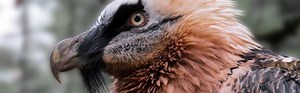 Bearded Vulture (Gypaetus barbatus)