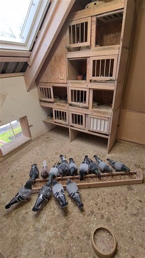Cleaning and feeding in breeding loft 1 and observing the pigeons. 😊 #reels #pigeon #hobby